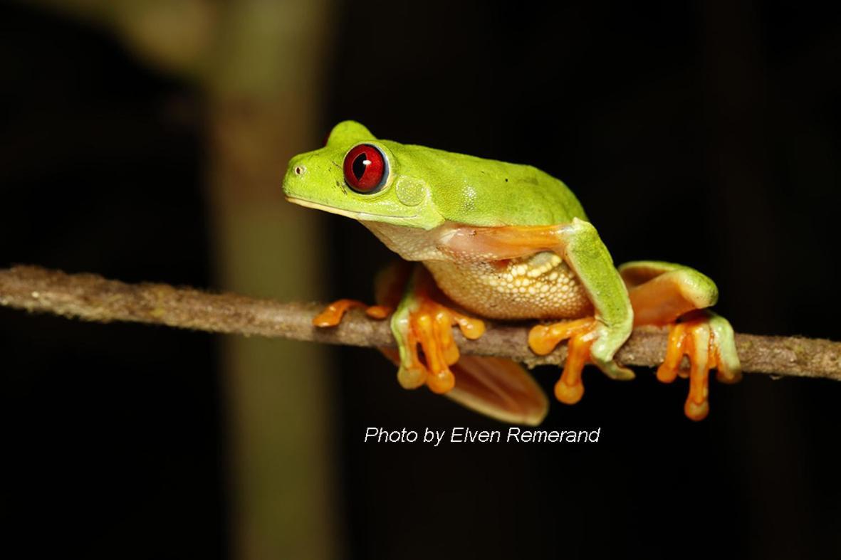 Konsenda San Blas Chepo  Exteriér fotografie