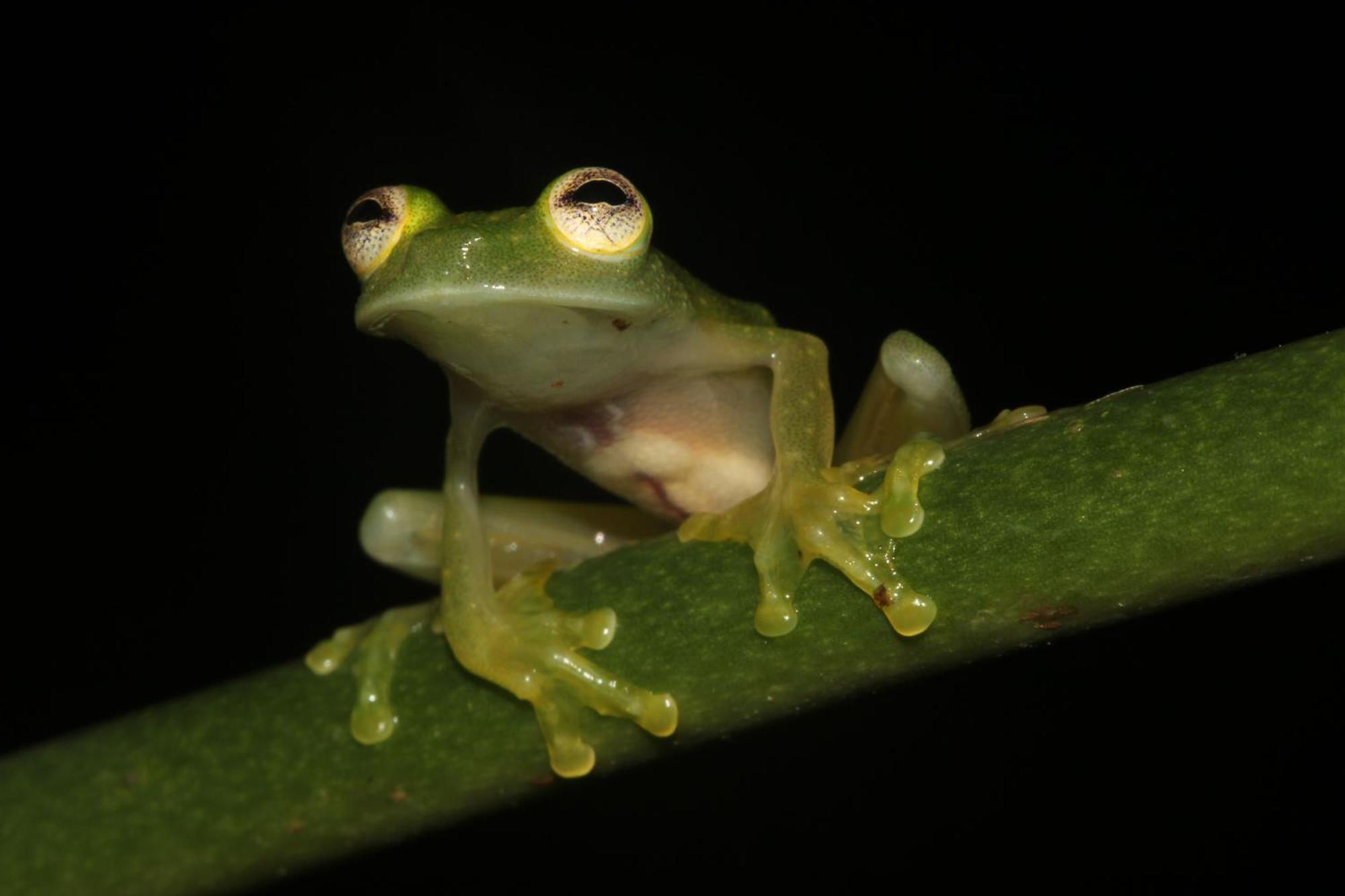 Konsenda San Blas Chepo  Exteriér fotografie